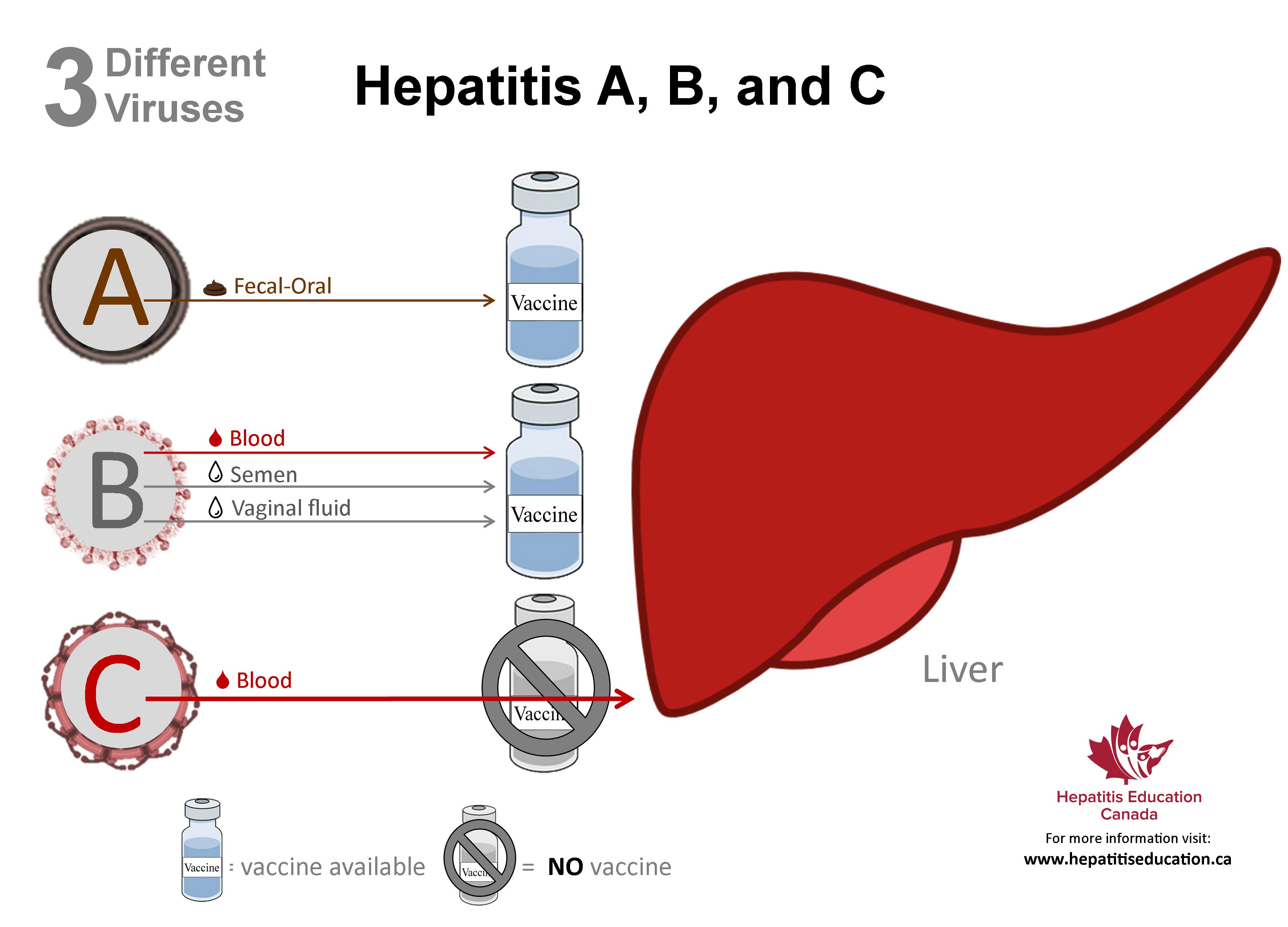 Hepatitis A B C Datiranje Za Seks Coenontati Blog Hr